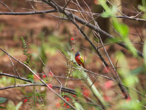 Painted Bunting