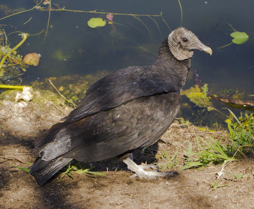 Black Vulture