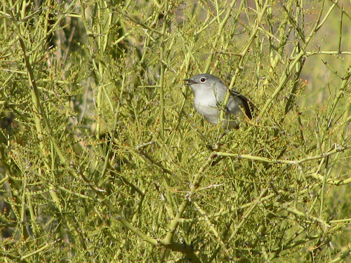 Blue-gray Gnatcatcher