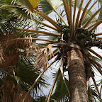 Damara palm
