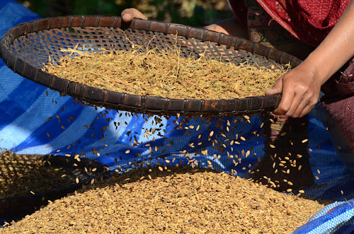 201110 Luang Nam Tha Lao - Sifting grain; November, 2011; Lao, Luang Namtha