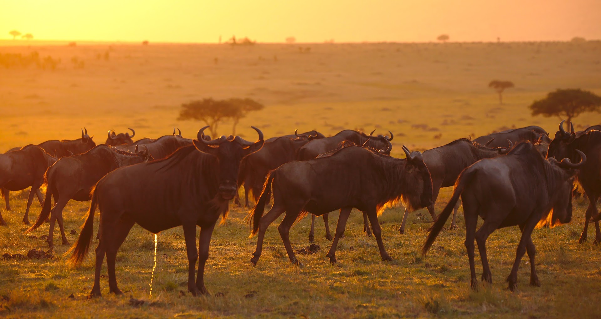 Romantic gnu