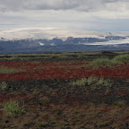 Colorful lichens