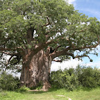 The Grand Baobab