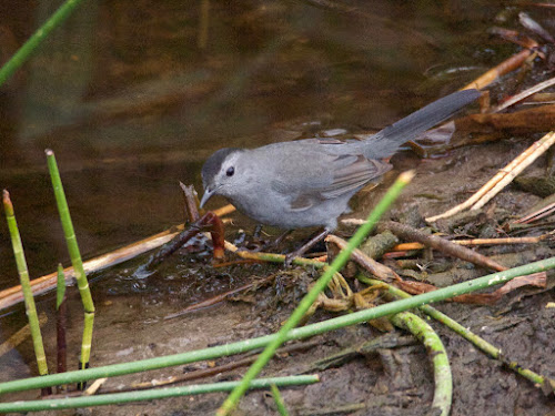 Gray Catbird