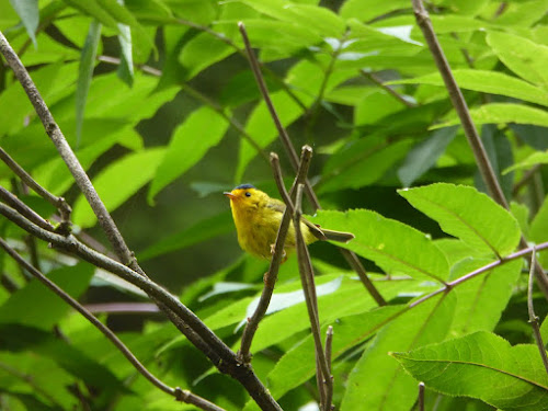 Wilson's Warbler