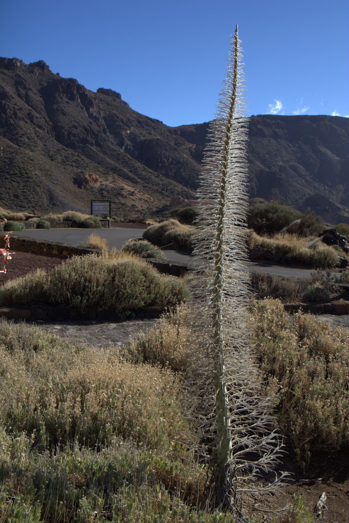 Tenerife