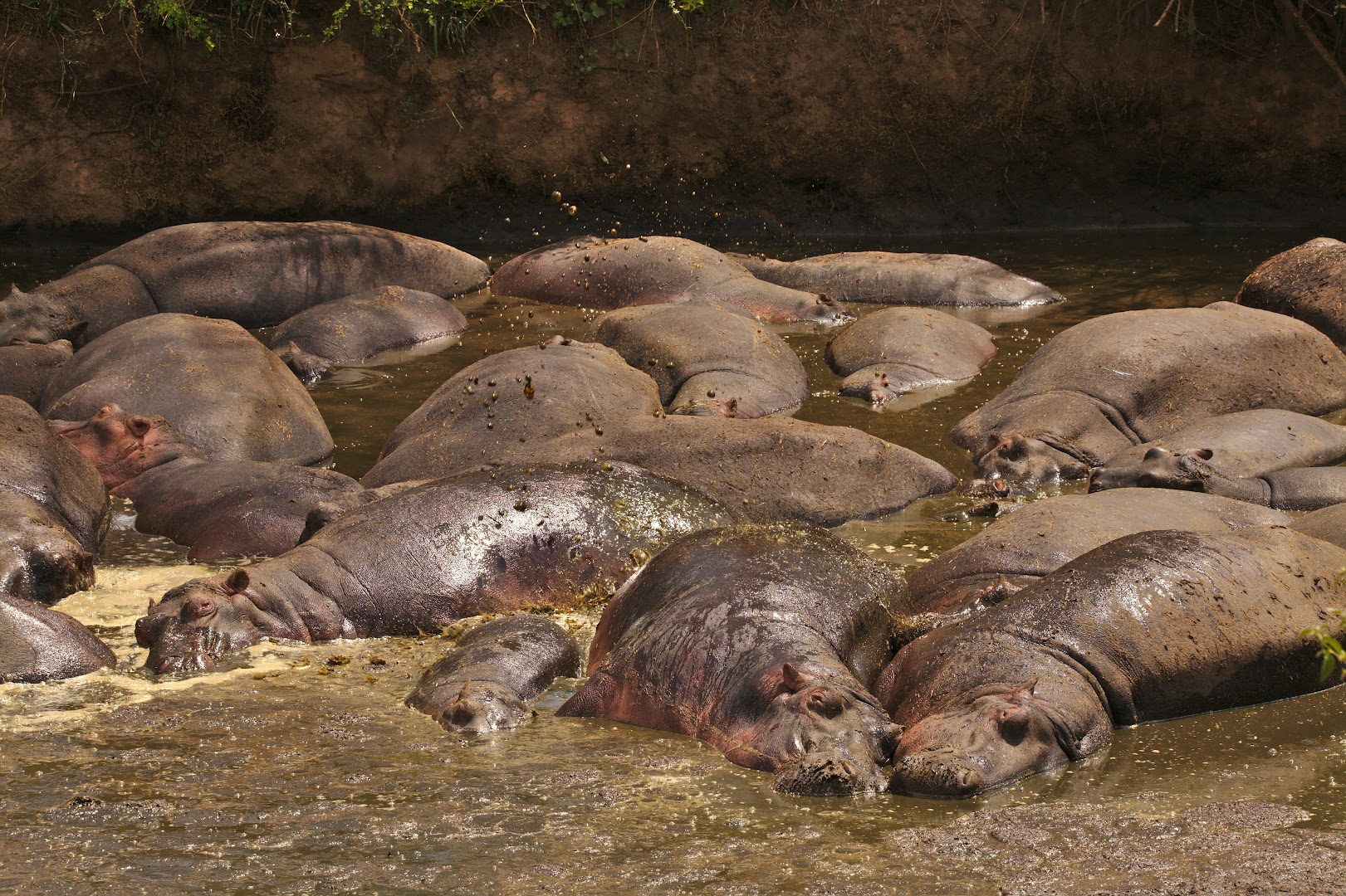 In the heat of the day hippos sit in their own poo