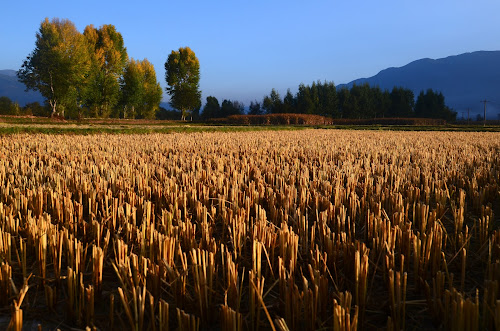 DSC_3621 - Corn field after harvest; October, 2012; China, Yunnan, Shaxi