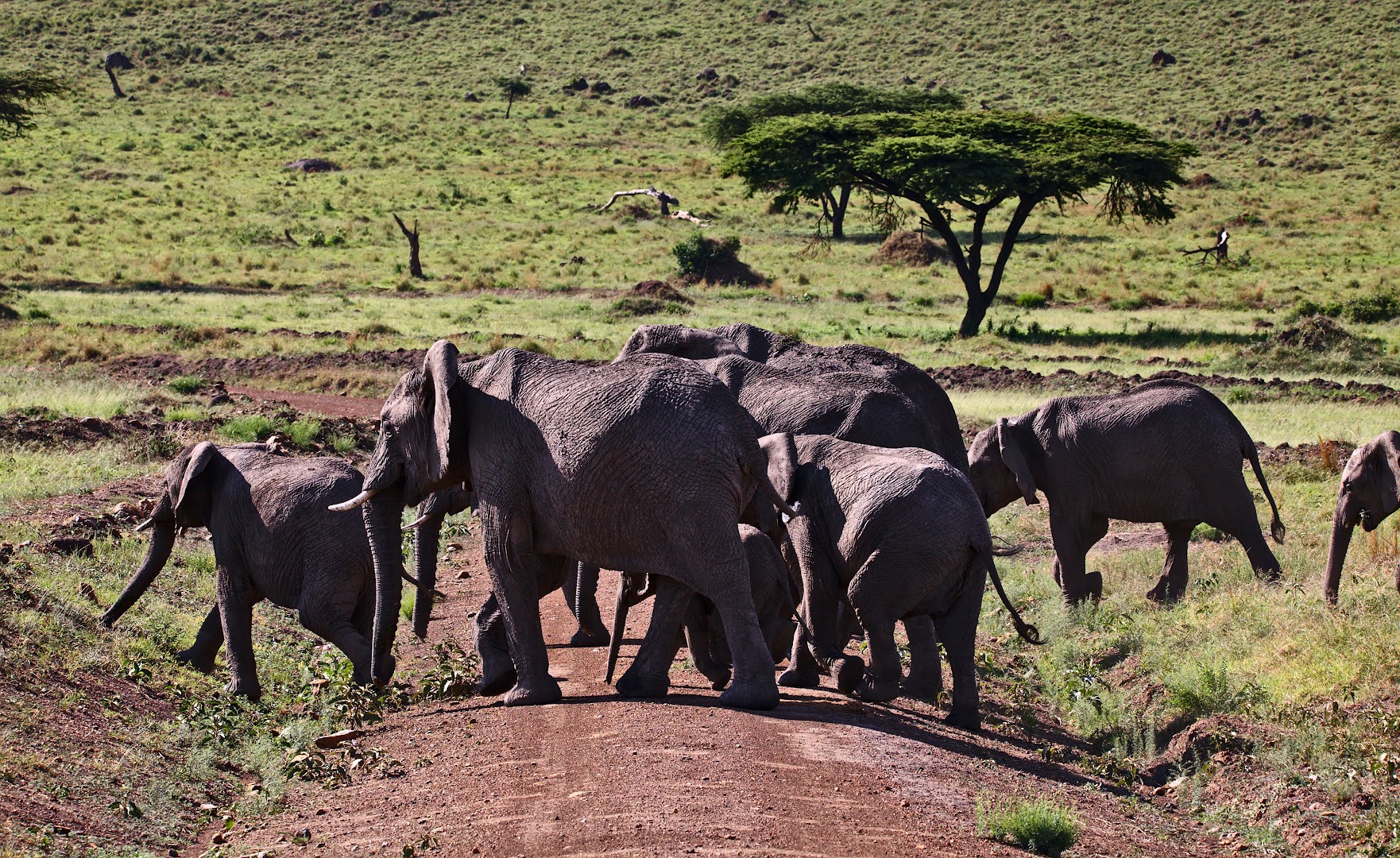 Elephant crossing