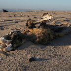 Seal at the Skeleton Coast