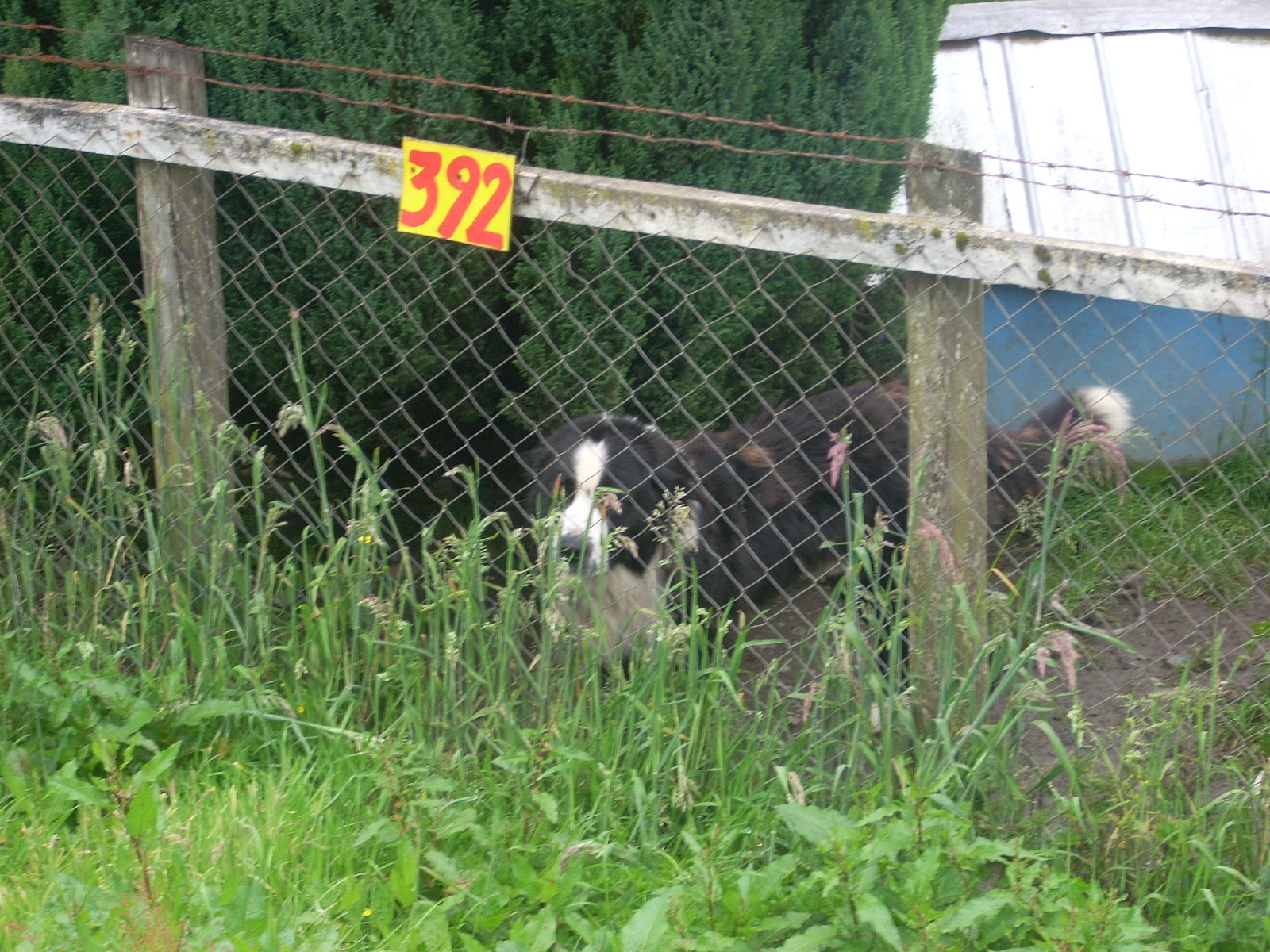 A Samson-like dog. There is a better one in Coyhaique