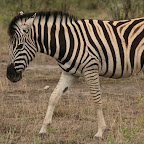 Zebra approach