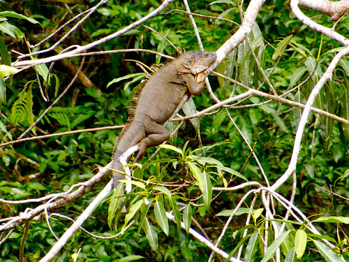 Green Iguana