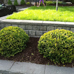 Circular bushes added in a two tier landscaping job.