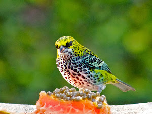 Speckled Tanager