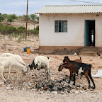 Goats on the street in Opuwo