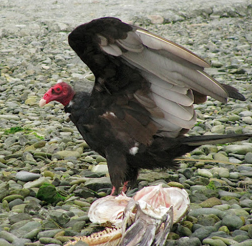 Turkey Vulture: Brookings, OR