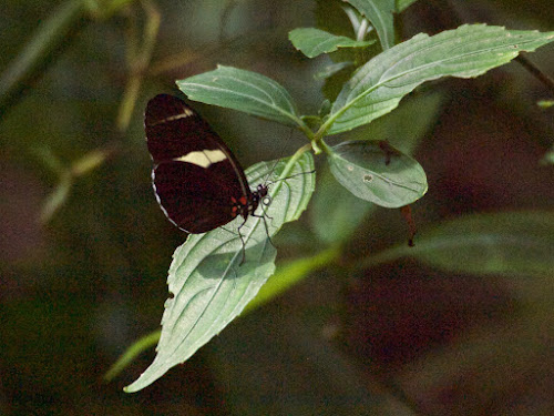 Fairchild Tropical Botanic Garden (Butterfly Exhibit)