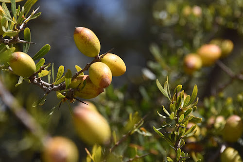 DSC_0414 - The source of an oil as exquisite as that from an olive...; April, 2017; Morocco, Essaouira