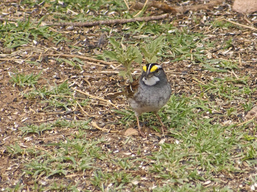 White-throated Sparrow