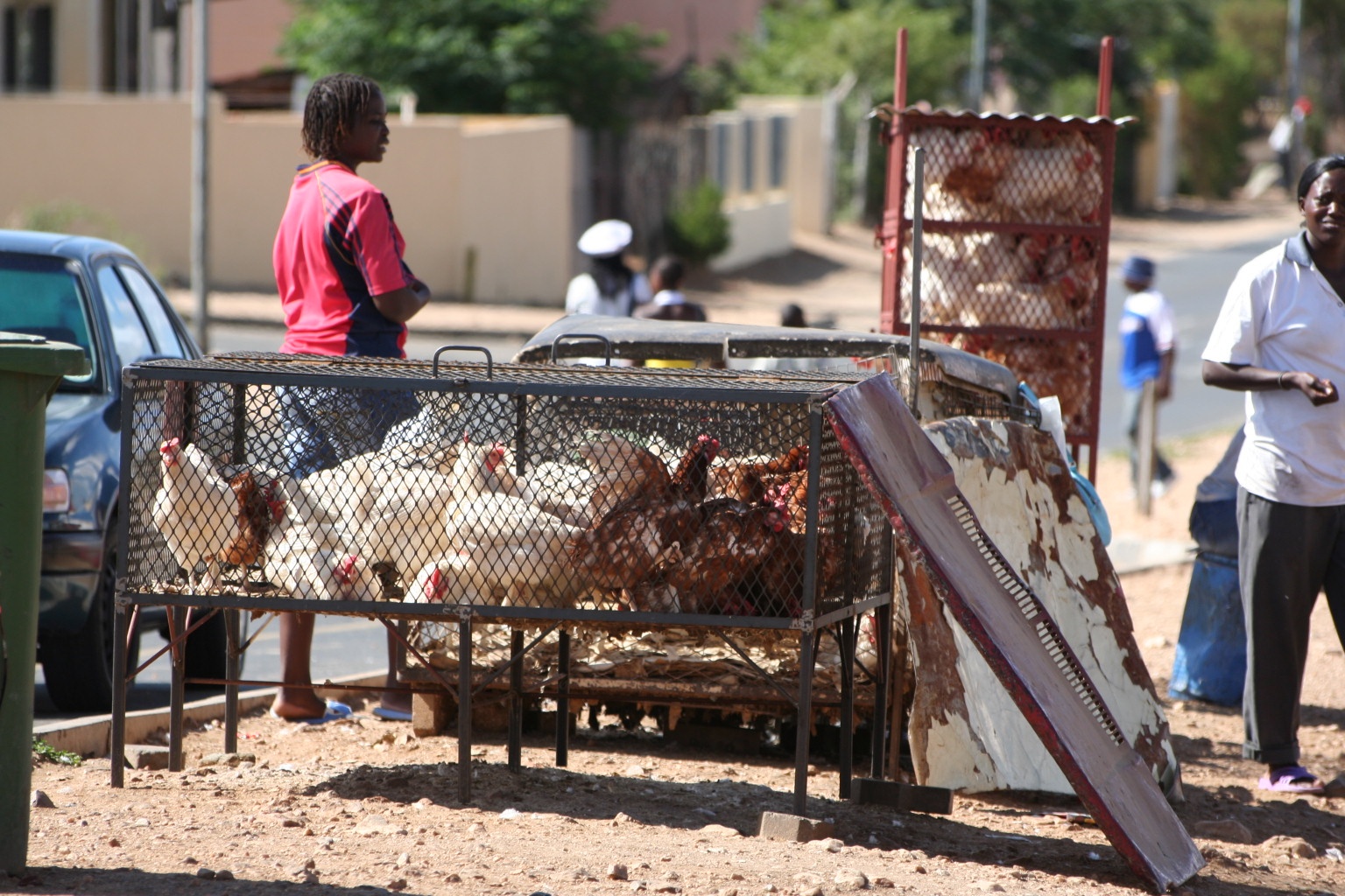 Live chickens at township market