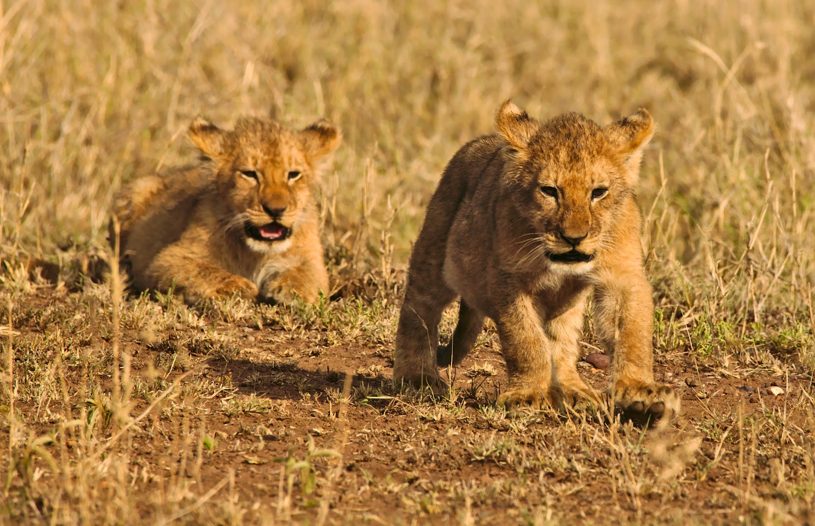 Lion cubs