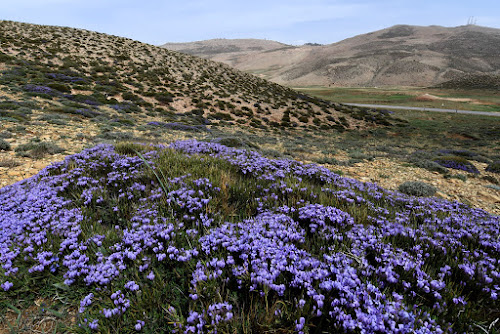 DSC_0223 - Spring in the desert; April, 2017; Morocco, On the way from Ifran to Midelt