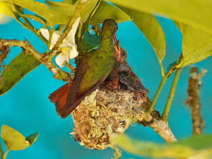 Rufous-tailed Hummingbirds