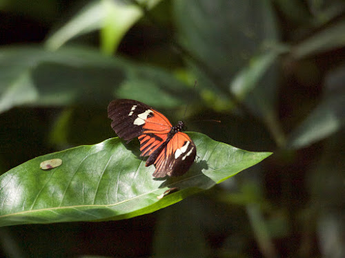 Fairchild Tropical Botanic Garden (Doris Longwing)