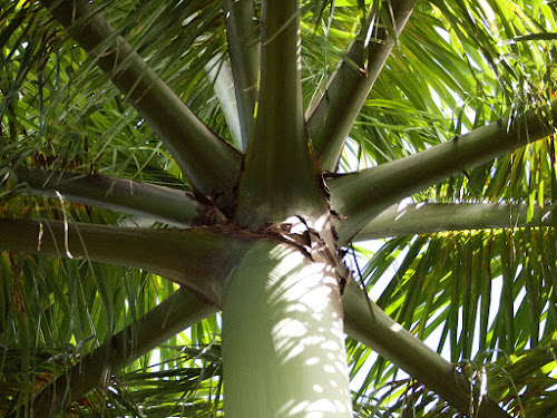 Palm canopy