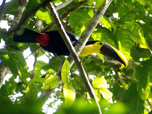 Black-mandible Toucan