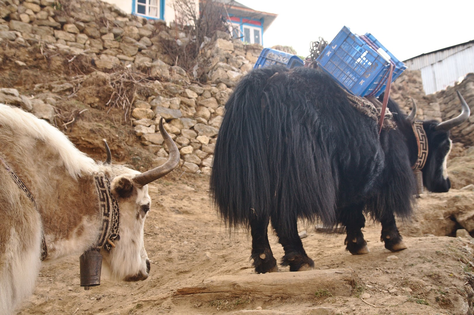 Nepal