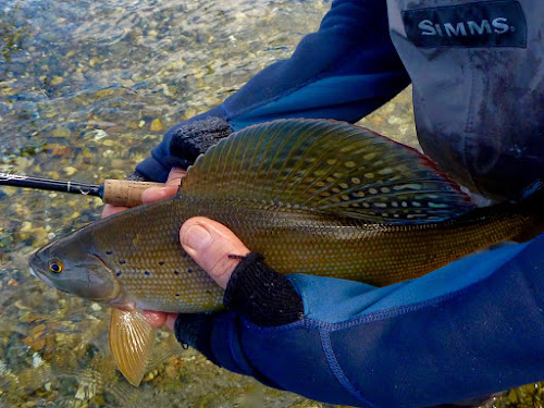 Gorgeous Grayling with characteristic dorsal.