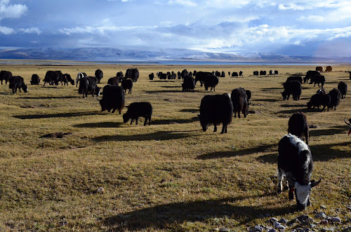 DSC_0370 - Grazing Yaks...; May 2011; China, Tibet, near lake Namtso