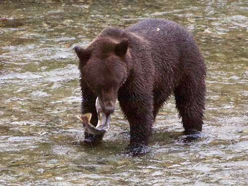 Grizzly Bear, Hyder, AK: Fish Creek Wildlife Observation Site