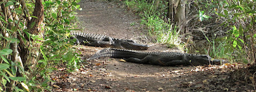 American Alligators