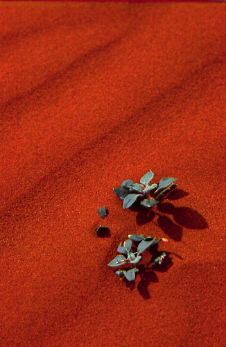 35420017 - Green Leaves on Red Sand; 1995, April; Australia, near Uluru