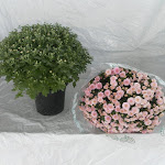 Bolchrysant roze, stadium 1 en stadium 3