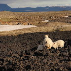 Local sheep has mutated to be able feed on lava rock and snow