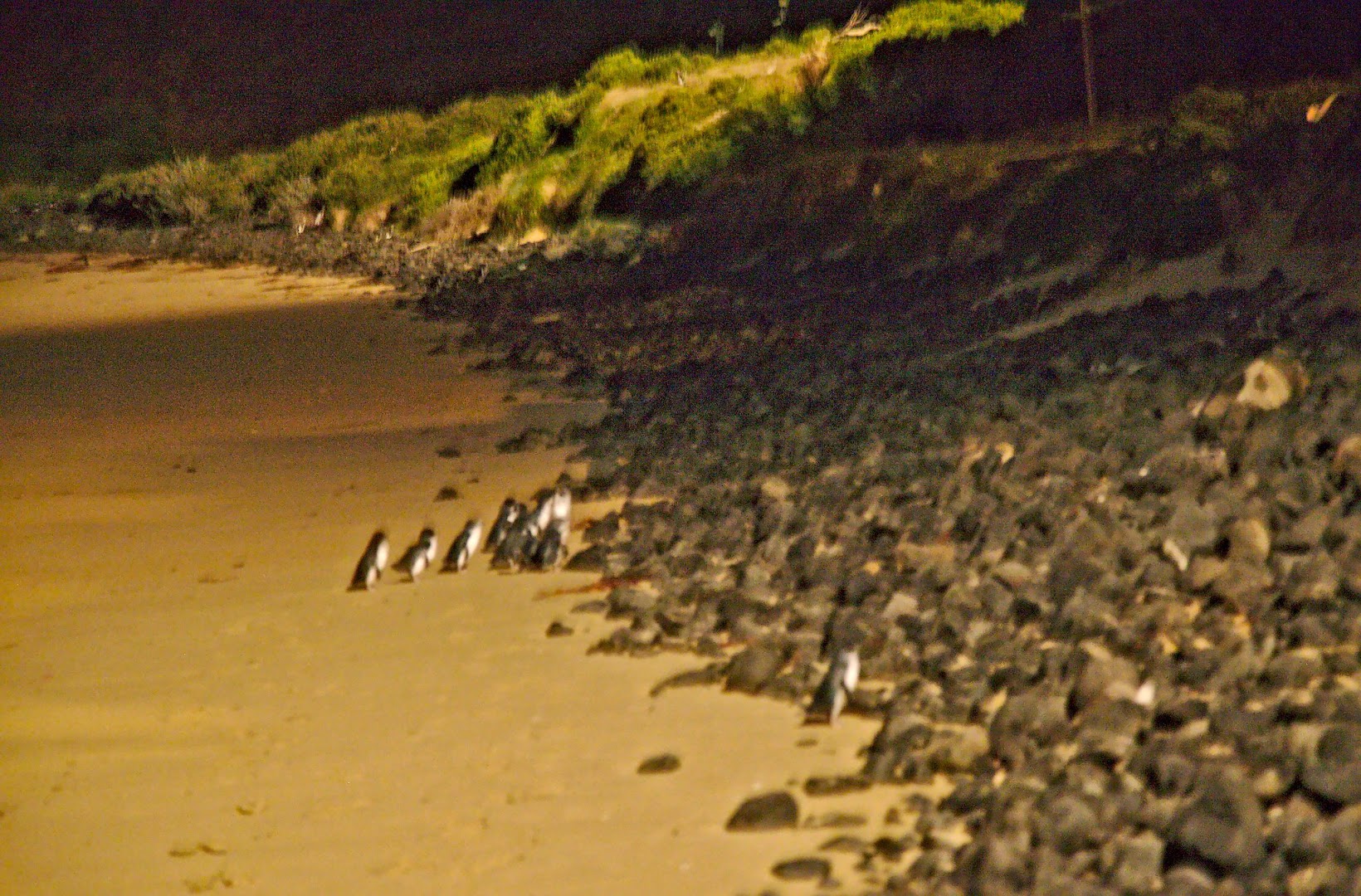 Penguins parading after dusk on Phillip Island, a view worth $54