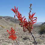 Ahh the hearty Ocotillo that seems to survive almost anywhere out here.