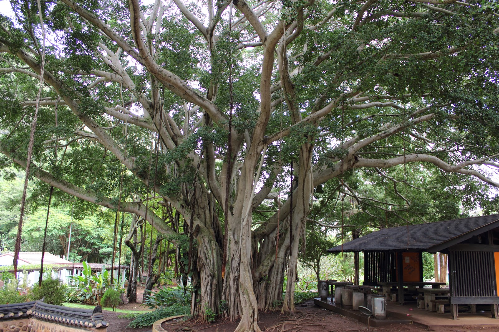 Banyan Tree in Kepaniwai Park