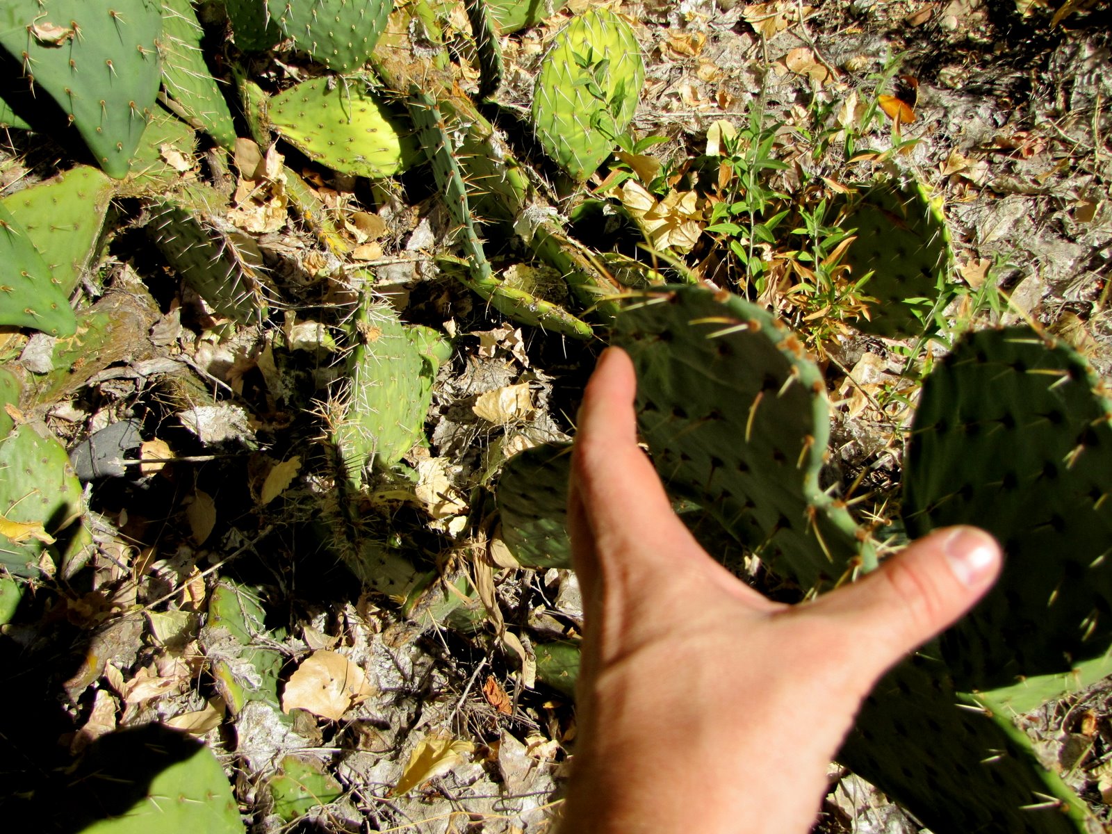 Ne nyúlj a kaktuszhoz!

Don't touch the cactus!