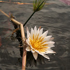 Okavango lotus