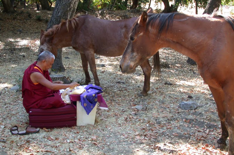 Lama Zopa Rinpoche blessing horses at Land of Calm Abiding, California, USA.