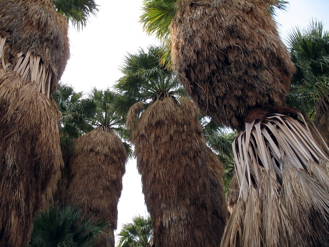 The Mortero Palms grove is very impressive. You almost expect to see a tropical beach nearby.