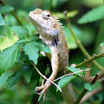 Unidentified lizard, near Batu Feringgi, Penang