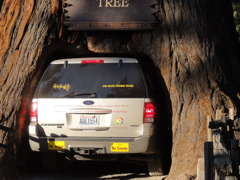 Rinpoche's car going through Chandelier tree in Leggett