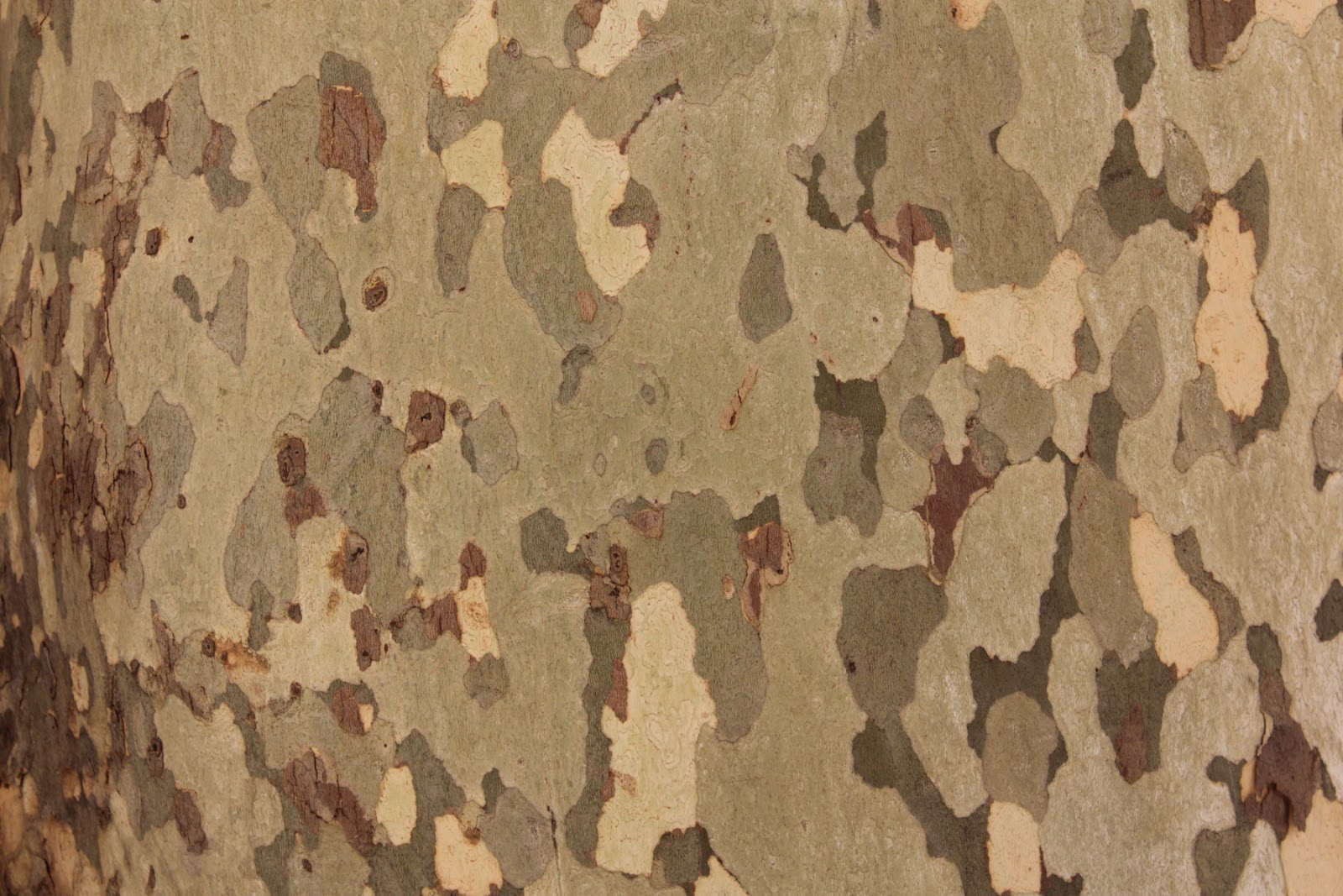 Cool Camouflage pattern on a tree bark